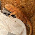 フトアゴヒゲトカゲ1歳