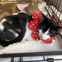 生後5.5ヶ月,気分屋さん性悪白黒猫いよかん