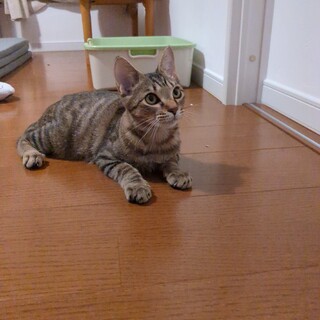 キジトラ子猫　(銀　♂)