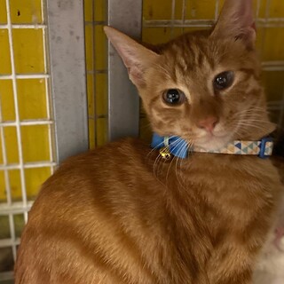 茶トラの5ヶ月くらいの男の子