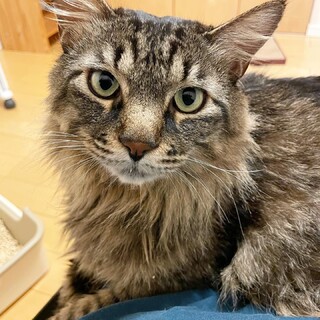 フサフサの長毛♡大きな甘ったれ♡かげとら♡