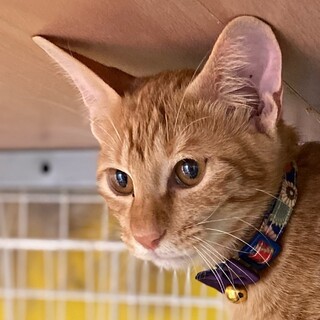 茶トラの5ヶ月くらいの男の子