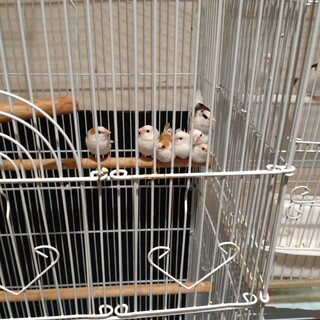 十姉妹の里親様募集