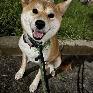 柴犬ちなつ