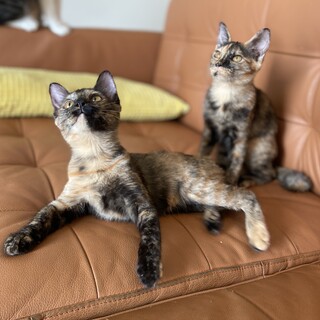 【11/12芝浦】性格最高★初心者歓迎サビ姉妹