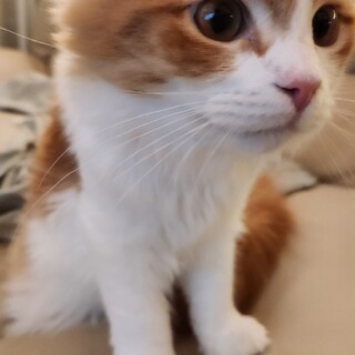 ノルウェージャンフォレスト　６ヶ月