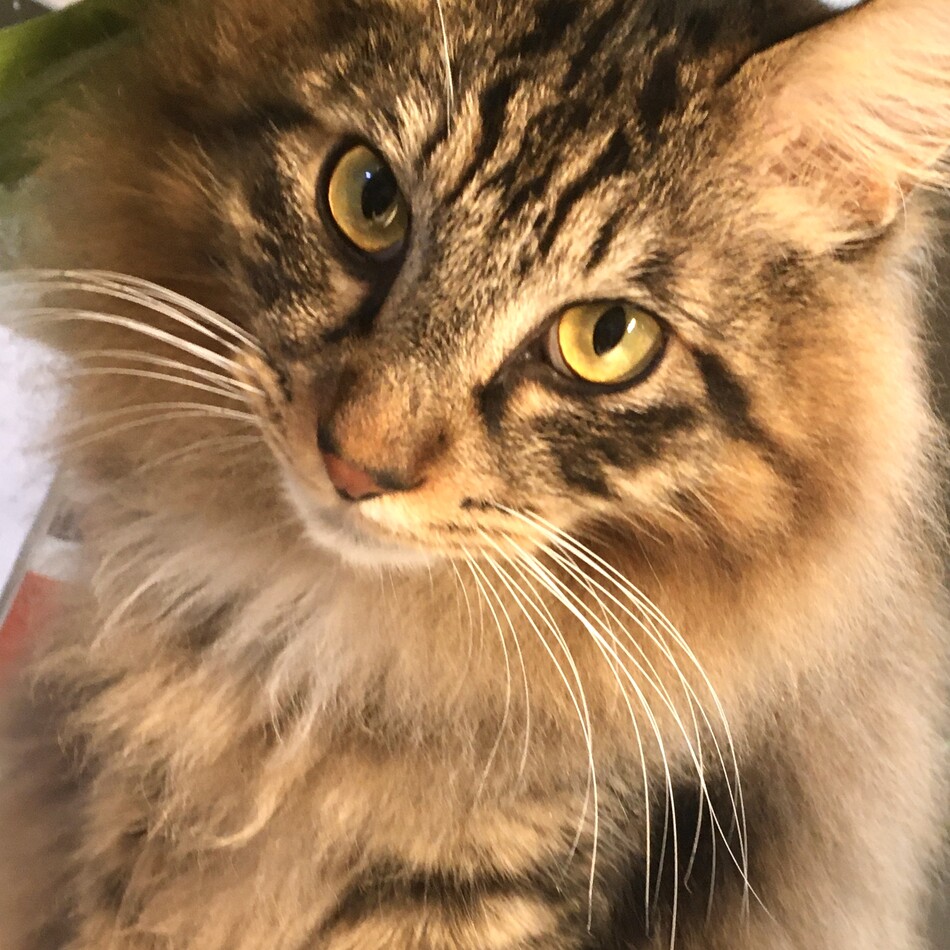 レオのカバー写真