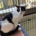ちょっと臆病な可愛いちびのすけ