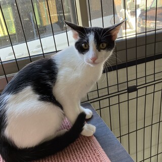 ちょっと臆病な可愛いちびのすけ