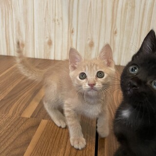 クリーム茶トラ男子