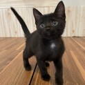 賢い黒猫くん
