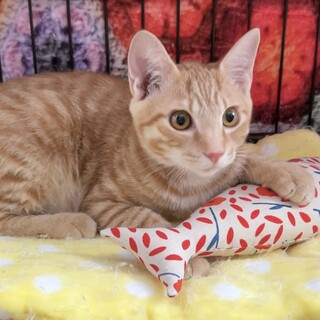 【別の場所でご縁をいただきました】おかかくん