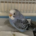 セキセイインコ の幼鳥