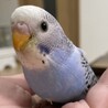 セキセイインコ の幼鳥 サムネイル2