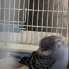 セキセイインコ の幼鳥 サムネイル3