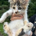 宮城県北部より猫の里親を募集