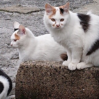 可愛い猫ちゃんもらって下さい！