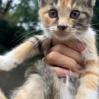 宮城県北部より猫の里親を募集