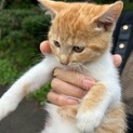宮城県北部より猫の里親を募集
