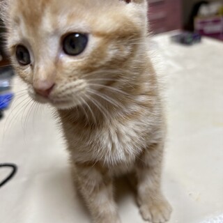 茶トラ　1ヶ月半　女の子