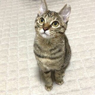 ♡ふわふわの短めしっほあのムギちゃん❣️5カ月