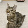 ♡ふわふわの短めしっほあのムギちゃん❣️5カ月 サムネイル2