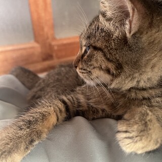 とんでもないスリゴロくん