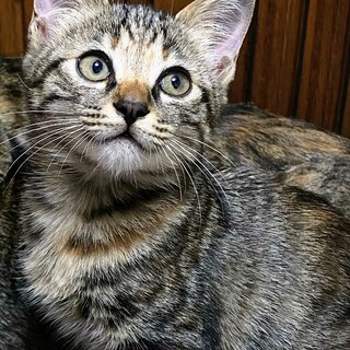 2ヶ月くらいのキジトラの女の子