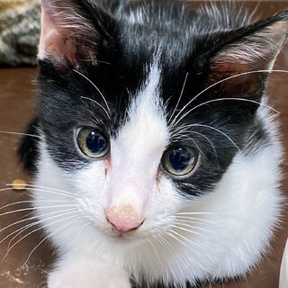 2ヶ月くらいの黒白の男の子