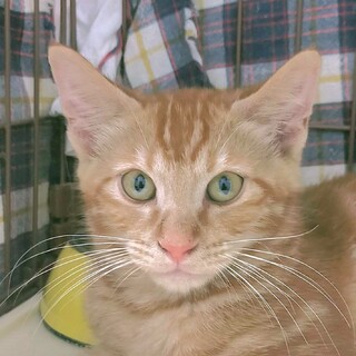 アメショのようなクラシックタビー