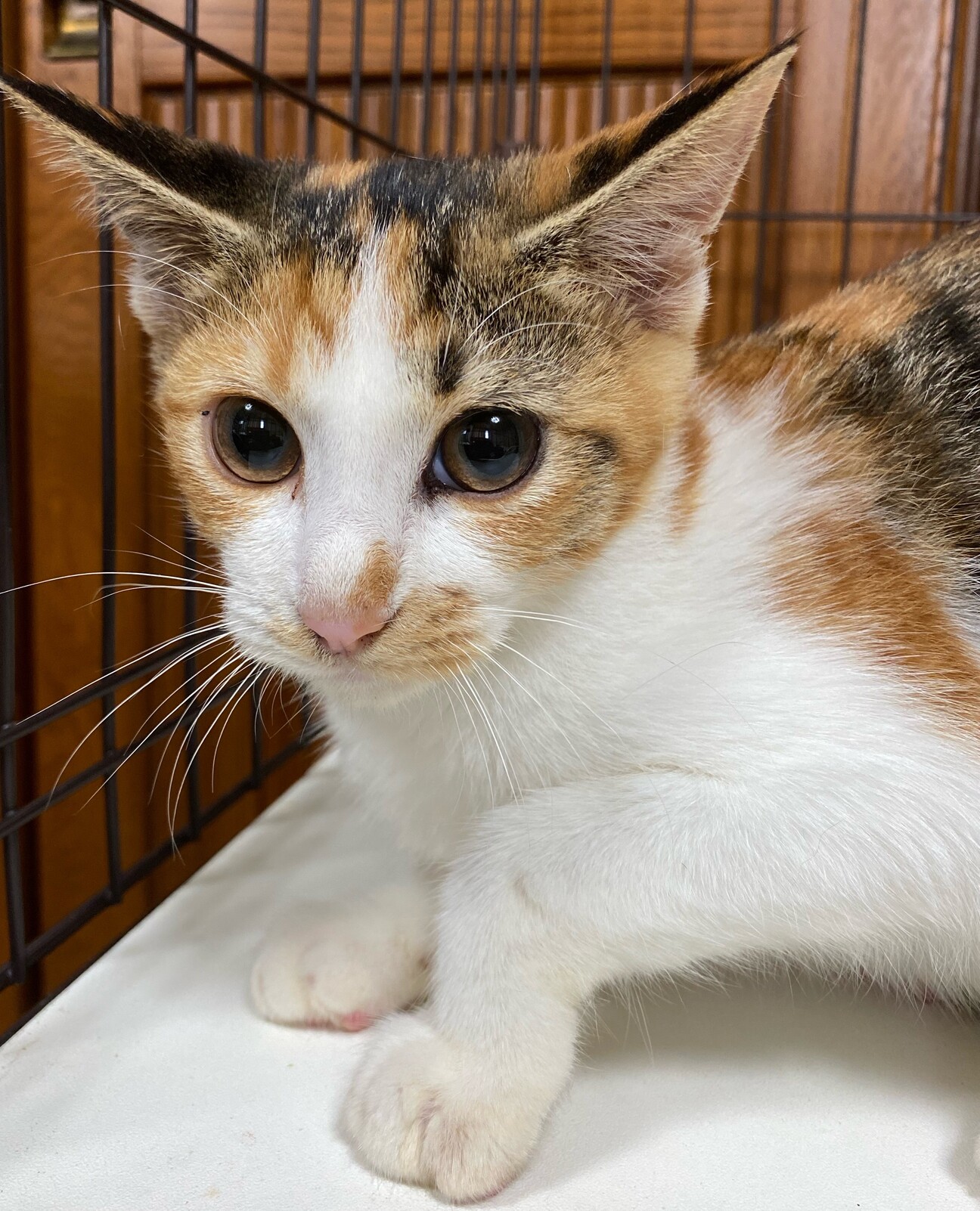 ふんばり親子猫　三毛猫 ꪔ̤̫ もっふり背中🤍🤎🖤 名前呼んでも振り向かない 〝ツン〟な