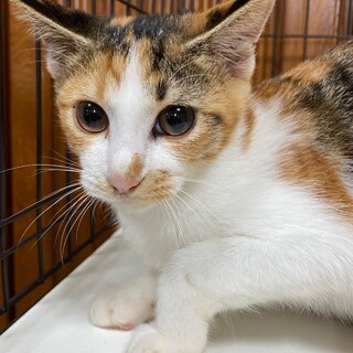 6ヶ月くらいの三毛猫