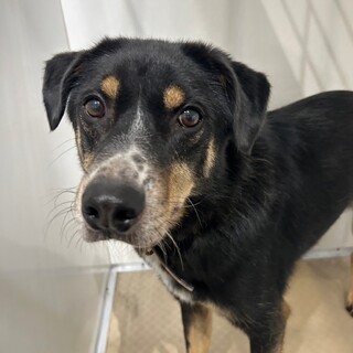 落ち着きのあるイケワン【ラムダ】くん♪