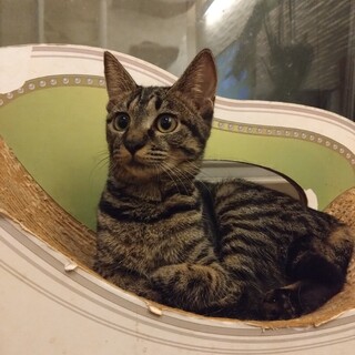 ききょうちゃん　大和撫子！たくさん甘えてくれます♪