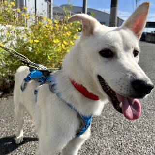 人が大好きな甘えん坊【蘭丸-らんまる-】くん♪