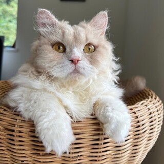 セルカークレックスmix?巻毛のおかかちゃん