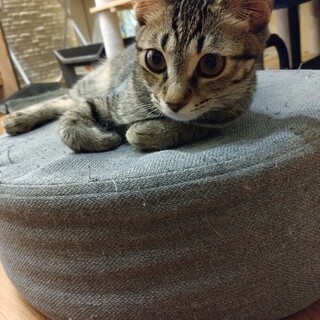 あじさいちゃん　落ち着いてるけど甘えん坊な一面も♡