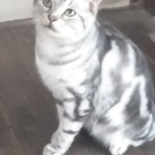 人懐っこくて元気な男の子です