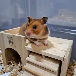 受付終了　ゴールデン子ハムちゃん　