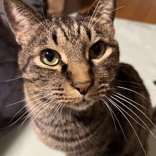 魅力たっぷりキジトラ男の子♪