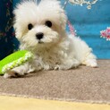 マルチーズ子犬(ハンデあり)
