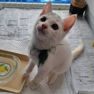 白×グレーくん プティー