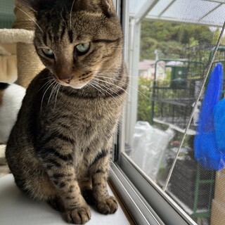 撫で心地最高！イケメンにゃんこ♡エデン