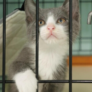 珍しいグレーハチワレ！丸顔がかわいいタオくん