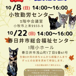 保護猫の譲渡会in春日井
