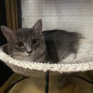 ゴージャスなグレー美猫さん☆ぴあ