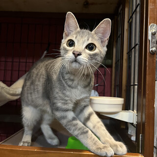 人が大好き！甘えん坊サバトラ☆びす