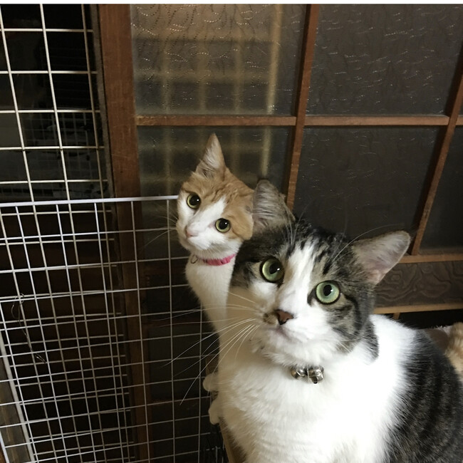 sugiyamamikaのカバー写真