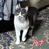 はな
