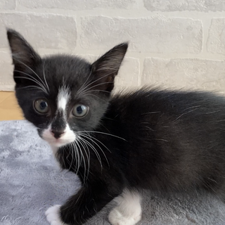 トラックから保護したコアパンダちゃん